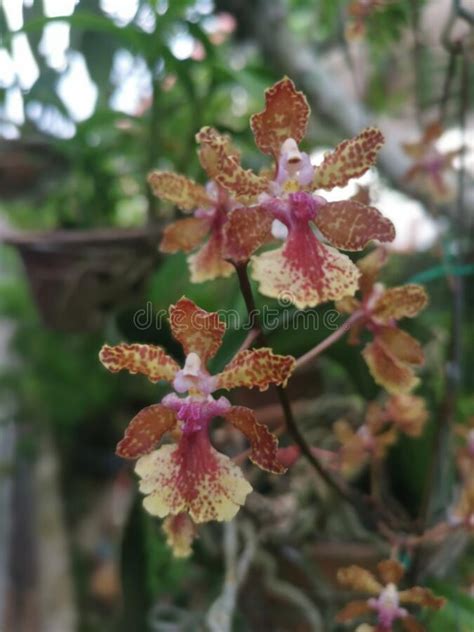 Colorful Hydrid Oncidium Tiny Dancing Lady Orchid Stock Image Image