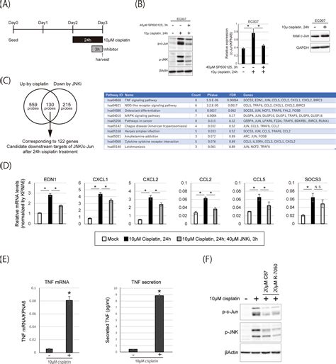 Enhanced Phosphorylation Of C Jun By Cisplatin Treatment As A Potential