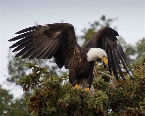 Bald Eagles Us National Park Service