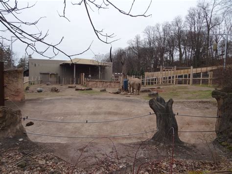African Elephant Exhibit Zoochat