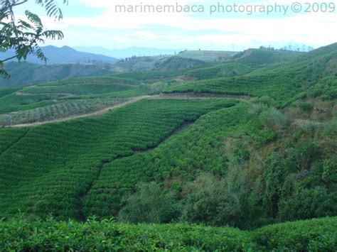 Kebun Teh Malino by marimembaca on DeviantArt