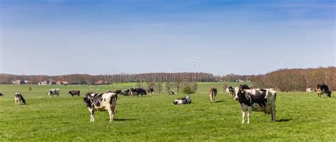 Panorama Of Black And White Holstein Cows In Friesland Stock Image