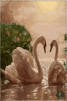 Swans GIF - Swans - Discover & Share GIFs