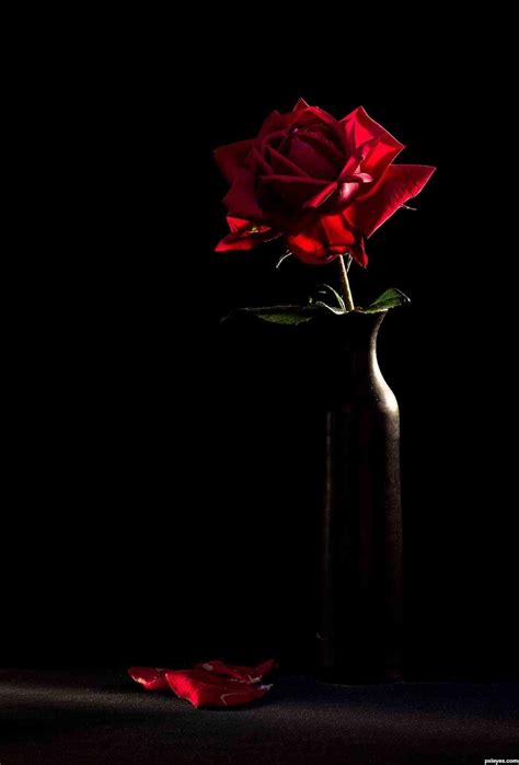 Aesthetic Dark Rose Wallpapers Wallpaper Cave