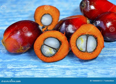 African Oil Palm Elaeis Guineensis Stock Photo Image Of Agricultural