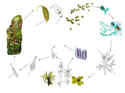 Hepatophyta Life Cycle