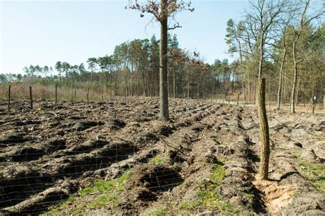 Forest After Felling Trees Stock Image Image Of Trees 69832951