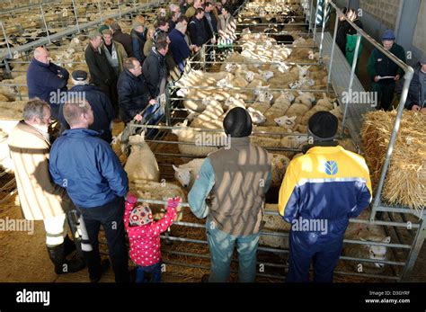 Melton Mowbray Cattle Market,Leicestershire England Stock Photo - Alamy