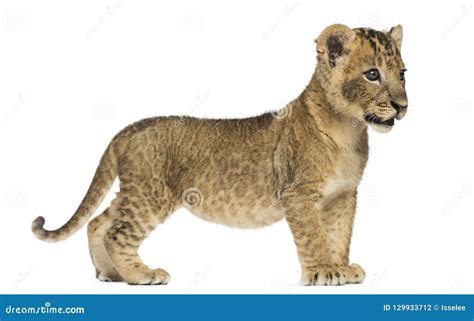 Side View of a Lion Cub Standing, Looking Away, 7 Weeks Old Stock Photo ...