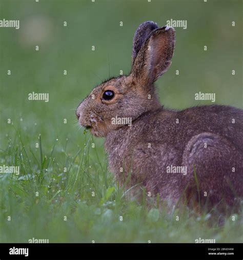 Snowshoe Hare Lepus Americanus In Summer Coat Alaska Usa August