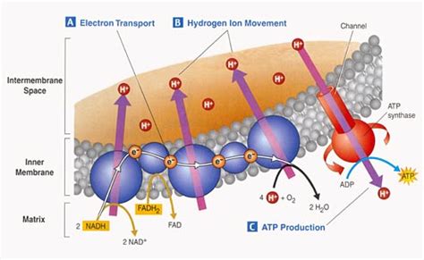 Outer Mitochondrial Membrane | Overview & Function - Lesson | Study.com