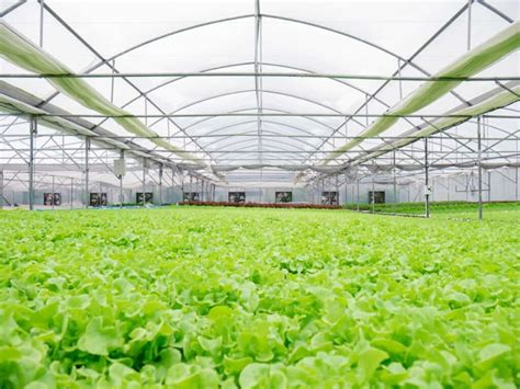 Sustainable Greenhouse Farming The Future Of Agriculture