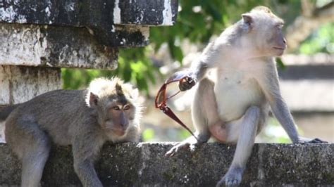 Watch Out These Tricky Monkeys Steal Things To Barter For Food Study