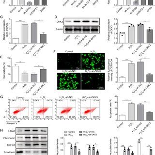 DKK3 Induced Oxidative Stress Injury And Fibrosis In HK 2 Cells By