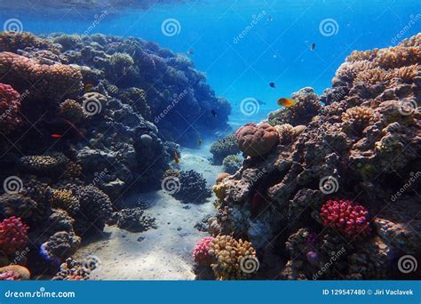 Coral Reef In Egypt Stock Photo Image Of Hurghada Sharm 129547480