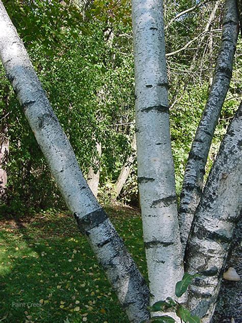 White Birch