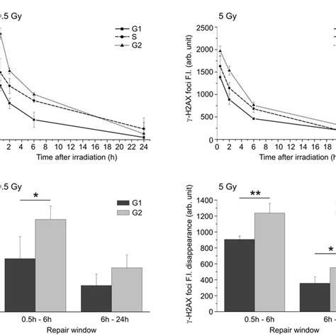 Kinetics Of C H2AX Foci In G1 S And G2 Cells Irradiated With C Rays