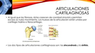 Articulaciones PPT