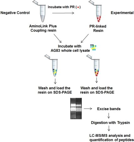 Overview Of The Affinity Pull Down Assay Using PR Linke Open I