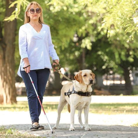 Guide Dogs For The Blind Calendar 2025 Dates Vanni Jaquelin