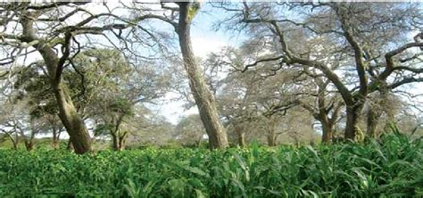 1 Mature Faidherbia Albida Between Maize In Tanzania One Of The