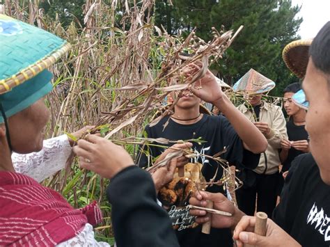 Hanjeli Sukabumi Bakti Untuk Negeri Budidayakan Pangan Pengganti Padi