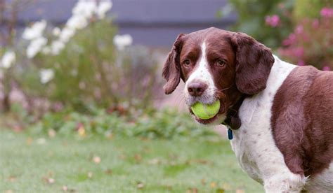 How To Train Your Dog To Fetch Ball