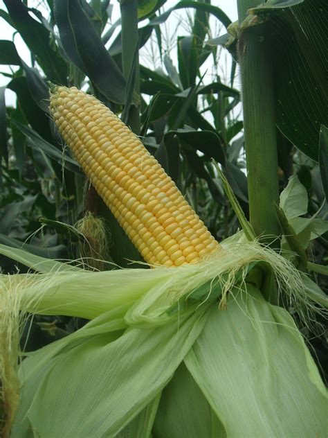 Sbpl Sweety F 1 Hybrid Sweet Corn Seeds Pack Size 100 And 500 Gm