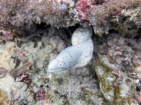 Gymnothorax Griseus Geometric Moray Eel Reef Offshore From Diani