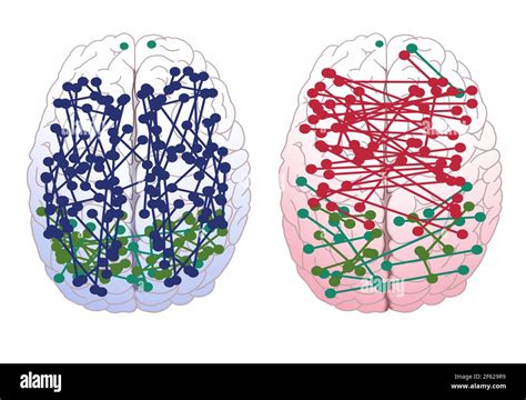 Male Female Brain Connections Stock Photo Alamy