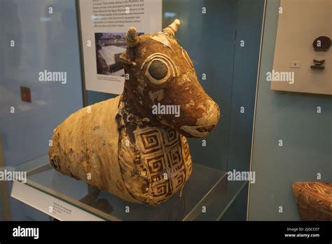 Mummified Bull At The British Museum Stock Photo Alamy