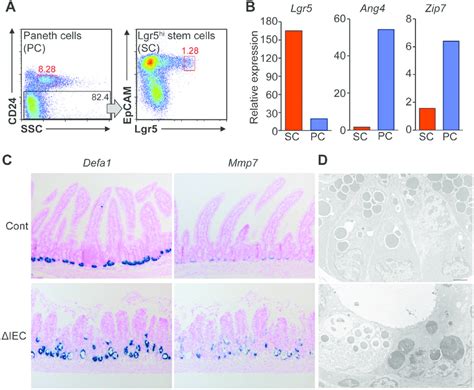 Loss Of Zip Leads To Degeneration Of Paneth Cells A Dissected