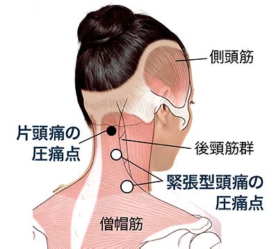 首 の リンパ 場所 図