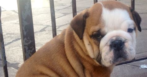 Anjing English Bulldog Gambar Foto Anjing