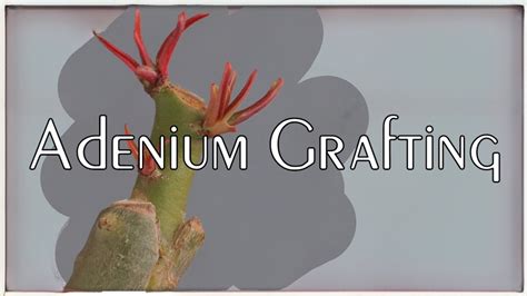 Unlock The Technique Adenium Vcut Grafting Youtube