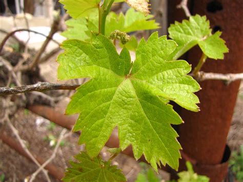 Podar Una Parra Para Convertirla En Una Planta Frondosa Y Fuerte