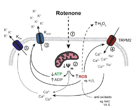 rotenone | Oluwatobi Clement's Blog