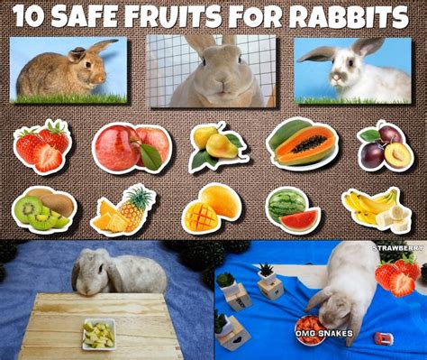 10 Safe Fruits For Rabbits Rabbit Eating Pet Bunny Bunny Care