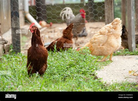 Chicken Coop Hi Res Stock Photography And Images Alamy