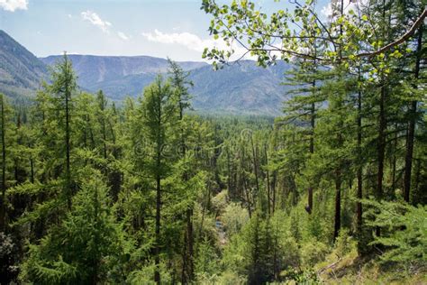 Colinas Hermosas Del Taiga En Extremo Oriente De Rusia A Principios De