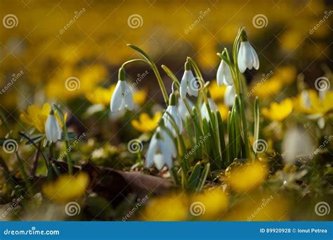 Mooie Sneeuwklokjes Tussen Gele Bloemen In Het Gras Tijdens F Stock