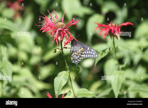 Black Swallowtail Butterfly On A Monarda Stock Photo Alamy