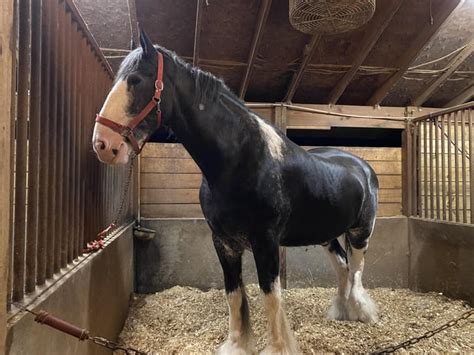 This Clydesdale : r/AbsoluteUnits