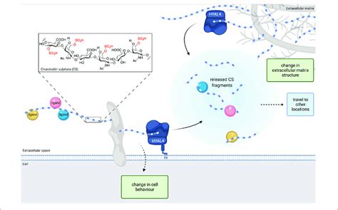 The Structure Of Chondroitin Sulphate Cs Is Modified By