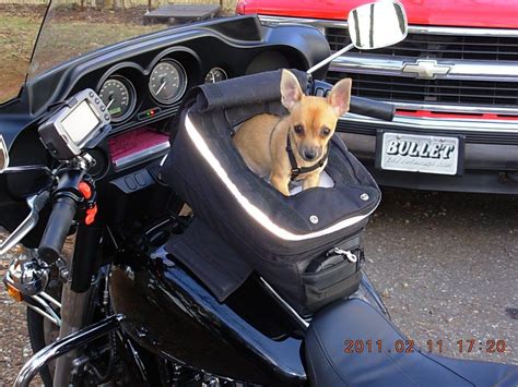 Dogs On Motorcycles This Would Be Perfect And That Looks Like My