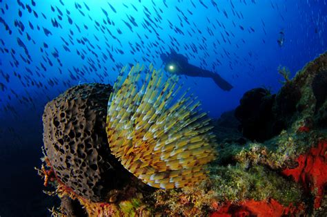 Gallery Dive Loft Krk Diving Center On Krk Island In Croatia