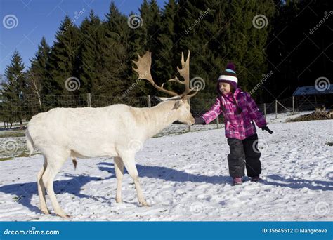 Child Feeding Deer In Winter Stock Photo Image Of Children Snow