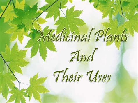 Ppt On Medical Plants And Their Uses By Tanvi Bansal