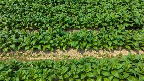 Premium Photo | Aerial view young green tobacco plant field tobacco ...