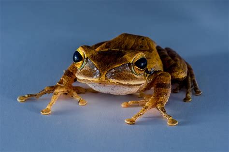 Tree Frog Anuran · Free photo on Pixabay